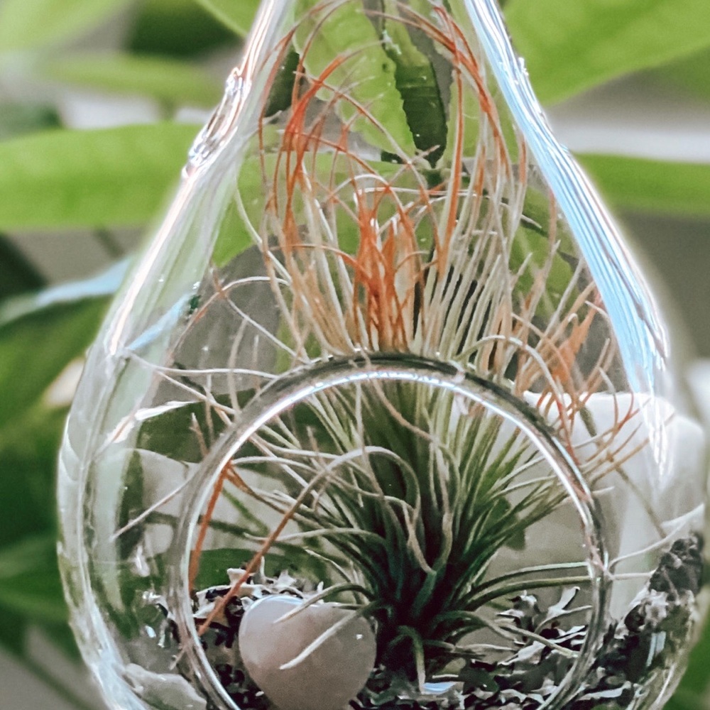 Valentine’s Day Air Plant Terrarium - Picture 2 of 5